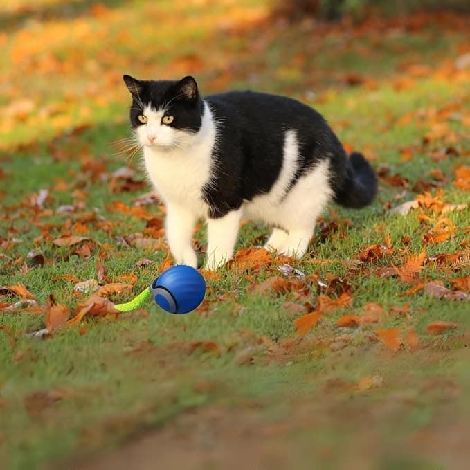 interactive cat toy size and dimensions