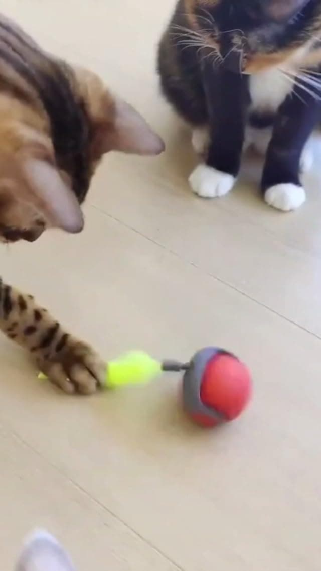 interactive cat toy package contents