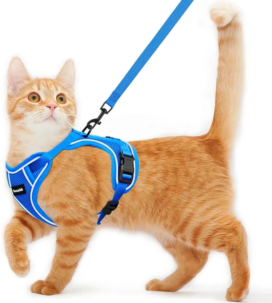 escape-proof cat harness and leash in blue