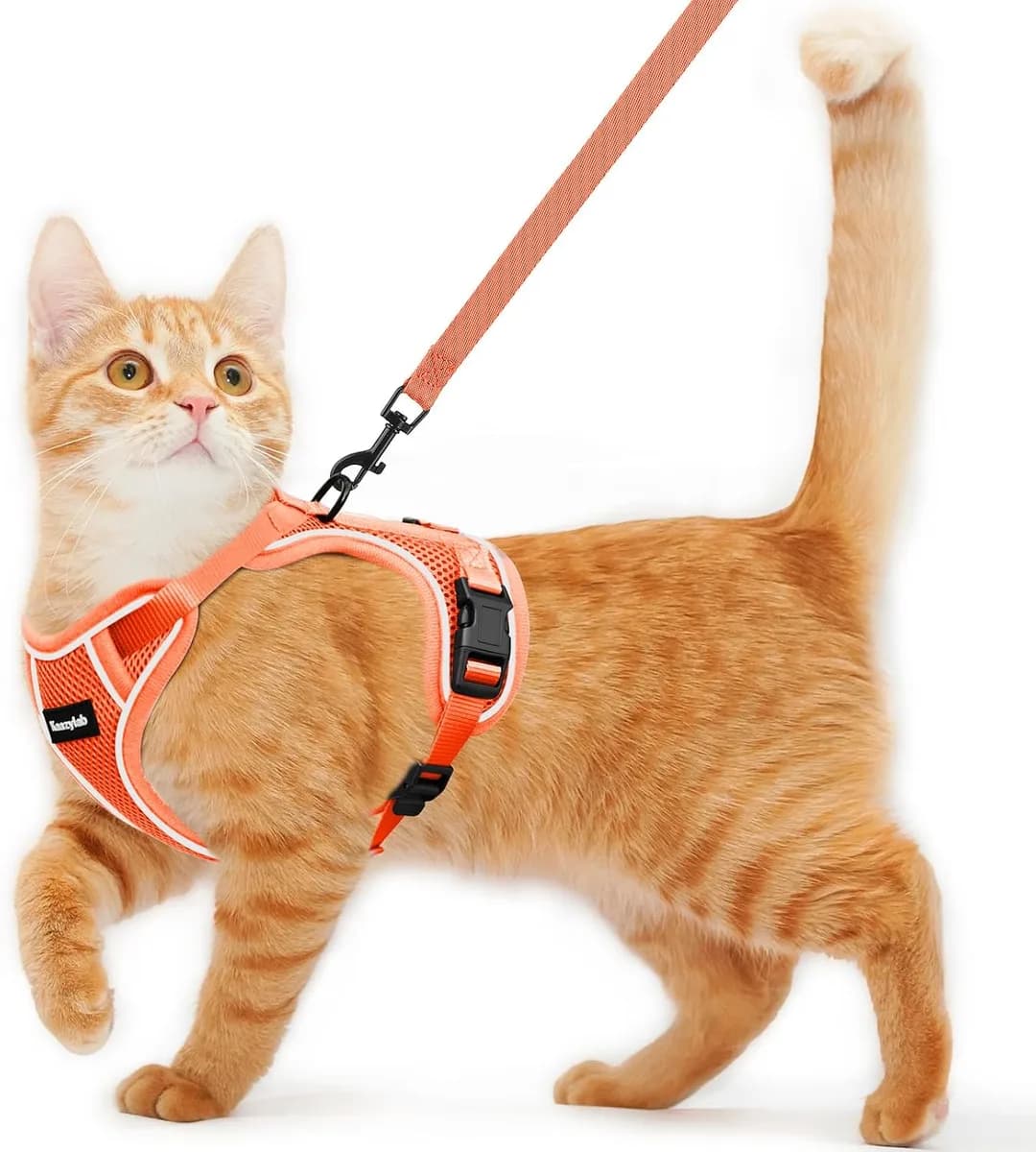 escape-proof cat harness and leash in orange