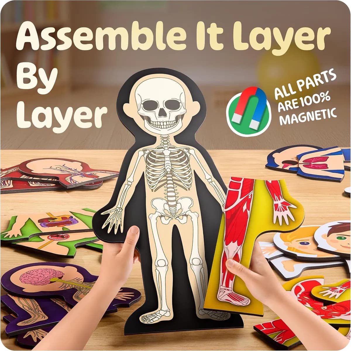 assembling the magnetic human body anatomy model layer by layer