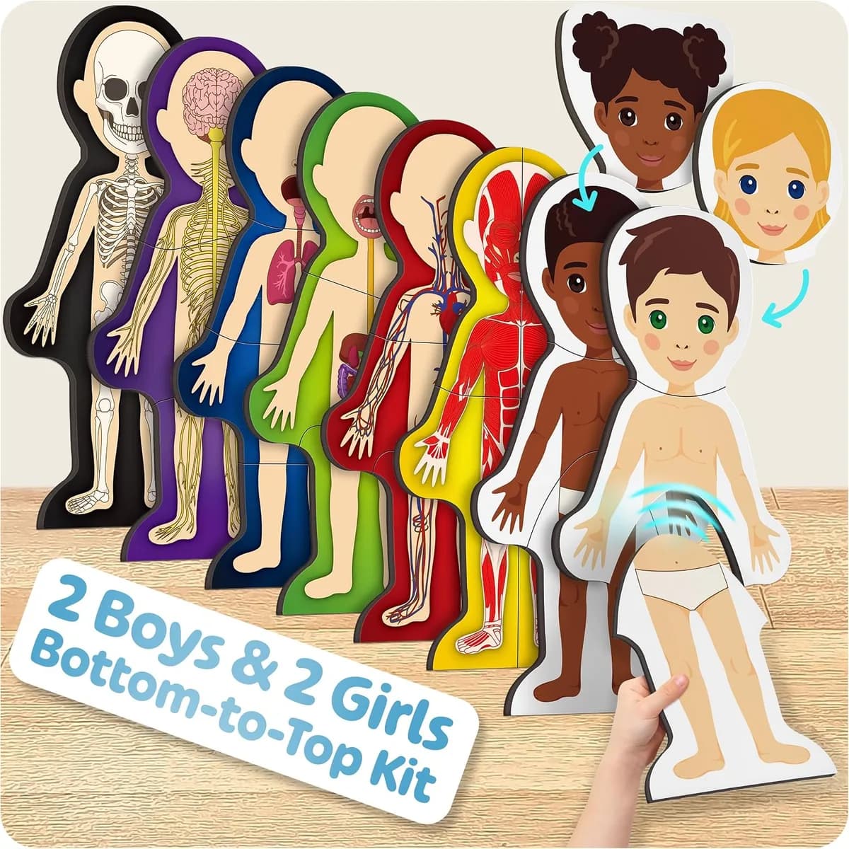 boy and girl versions of the magnetic human body anatomy model