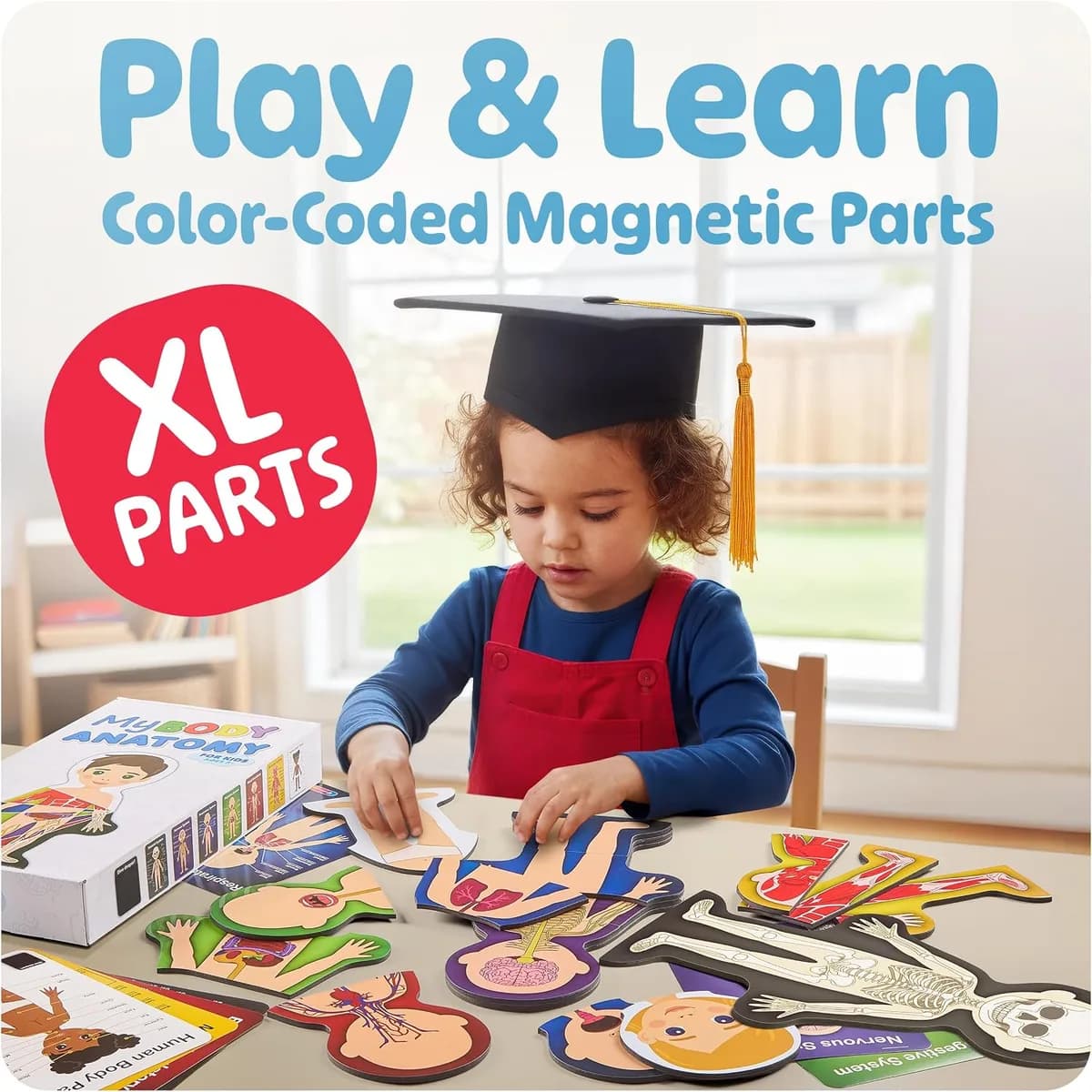 large color-coded magnetic anatomy pieces