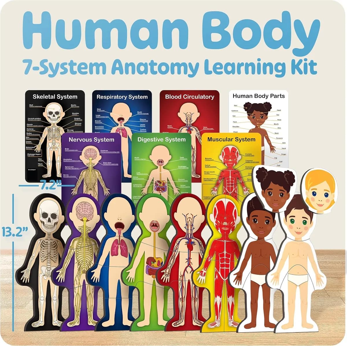 seven body systems in the magnetic human body anatomy model, gallery view 5