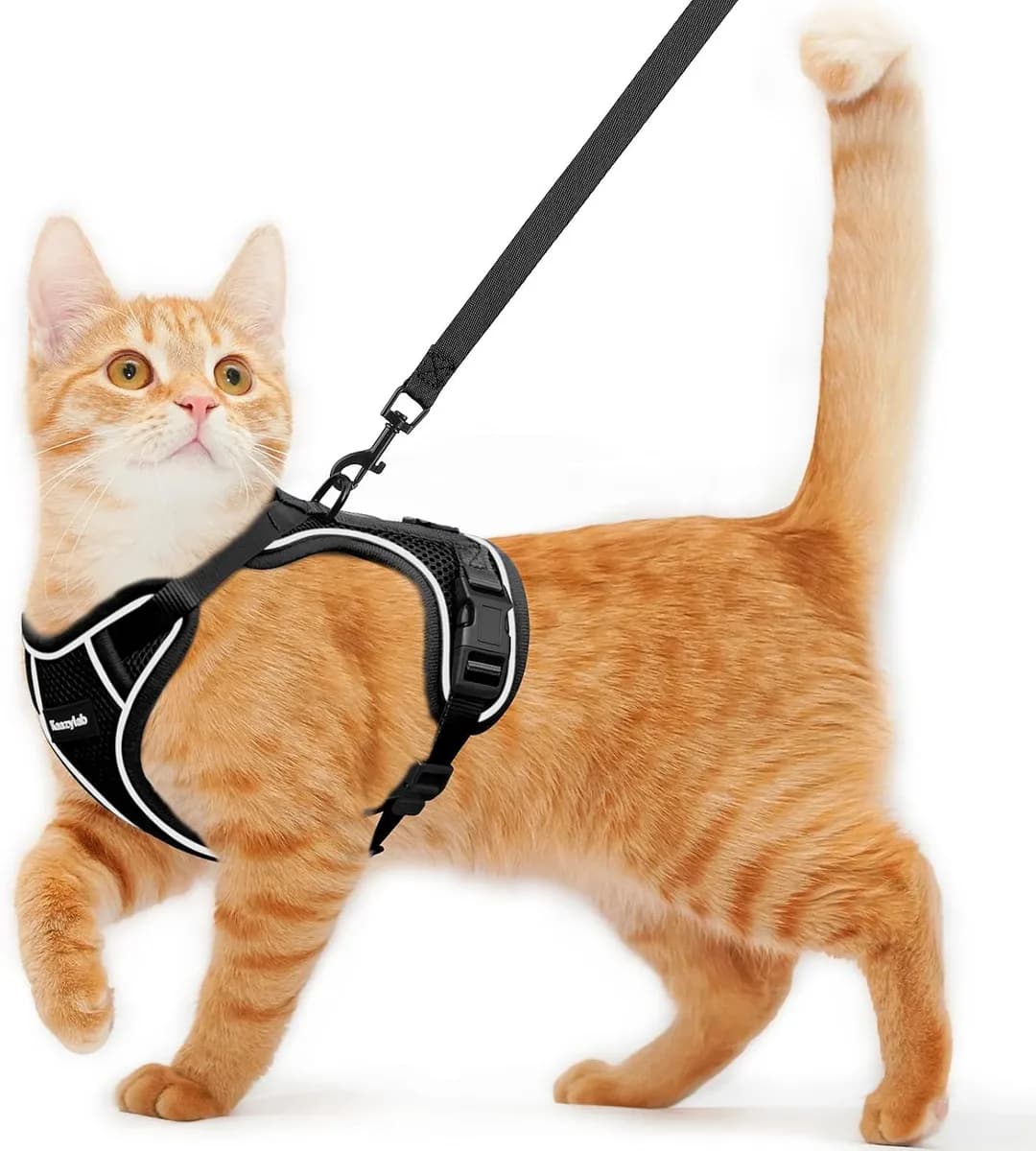 orange cat wearing a black escape-proof cat harness and leash